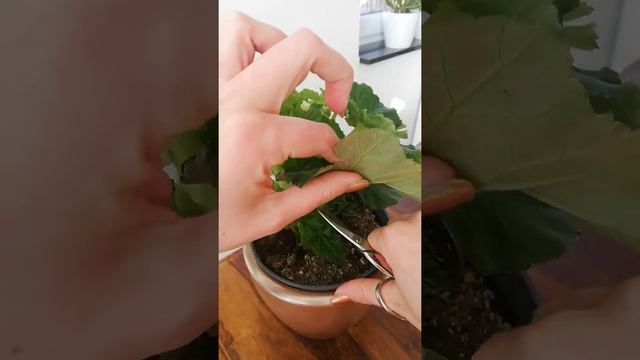 обрезка бегонии Элатиор после цветения смотреть онлайн