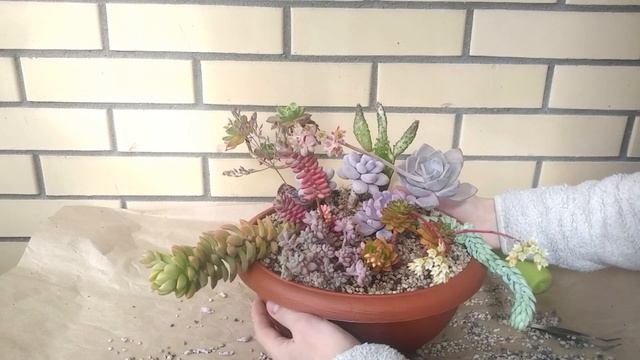 Подвесной садик из суккулентов (оборвался!) смотреть онлайн