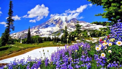 Невероятно красивая музыка и цветы !Mузыку - Самая красивая мелодия на свете. Sergei Chekalin.