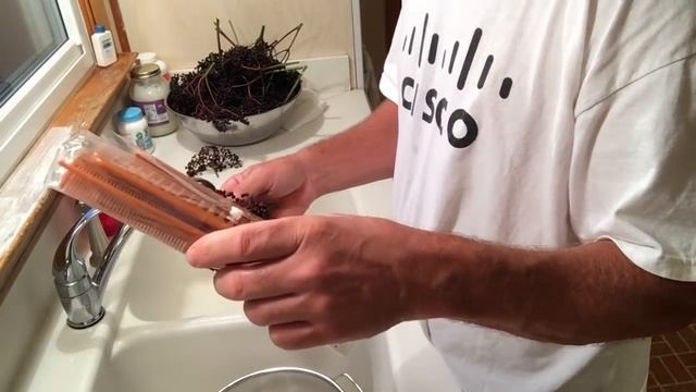 How to Harvest Elderberry Sambucus canadensis смотреть онлайн