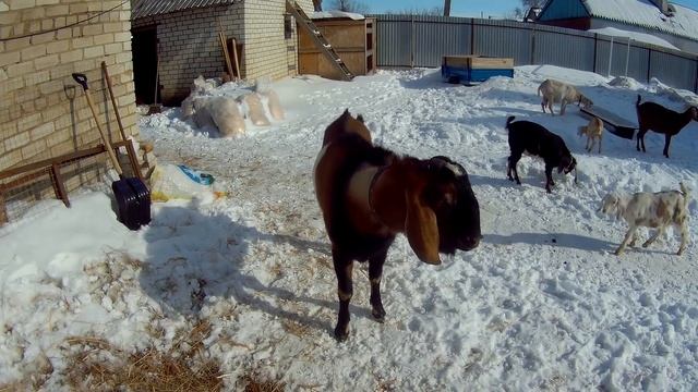 КОЗА-ДЕРЕЗА! Последние новости по козам. смотреть онлайн