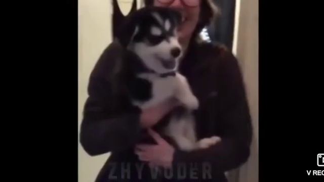 Она оно голосами животных смотреть онлайн