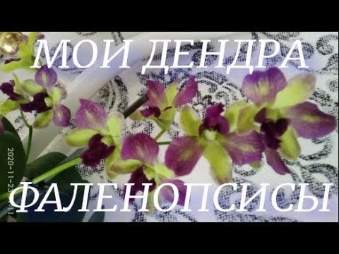 Обзор моей небольшой коллекции дендр-фаленопсисов