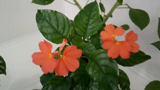 Комнатные цветы смотреть онлайн