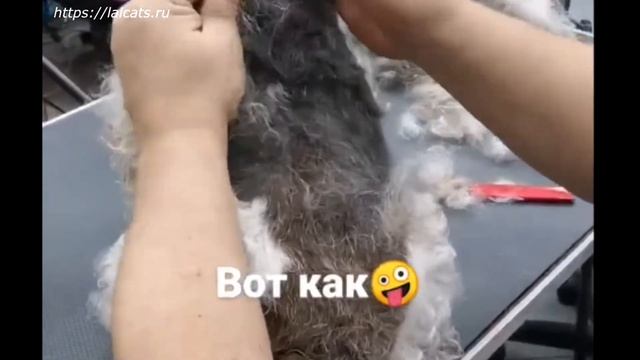 Тримминг собак на примере фокстерьера. смотреть онлайн