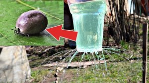 Клещи погибают в мгновение ока! Обработайте газон и всю траву на даче этим от клещей!