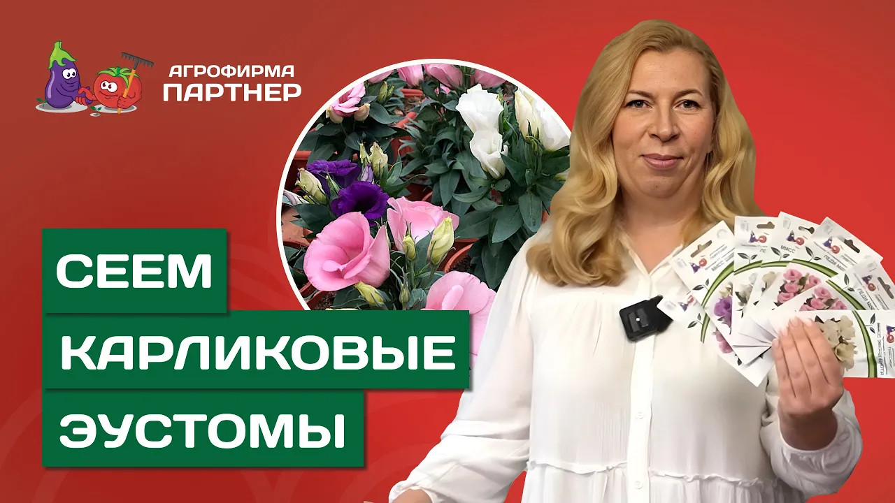 ПРОСТОЙ СПОСОБ ПОСЕВА ЭУСТОМЫ И ДРУГИХ МЕЛКОСЕМЯННЫХ ЦВЕТОЧНЫХ КУЛЬТУР