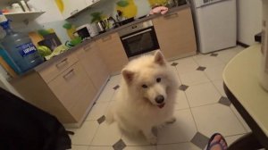 Чем кормить самоеда, снимала всю неделю что ела самоедская собака Миша