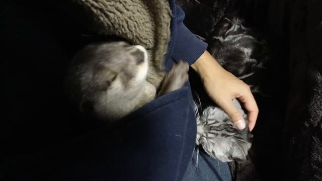 Can cats and otters get along? Watch this video for the answer [Otter life Day 182]【カワウソアティとにゃん先輩】 смотреть онлайн