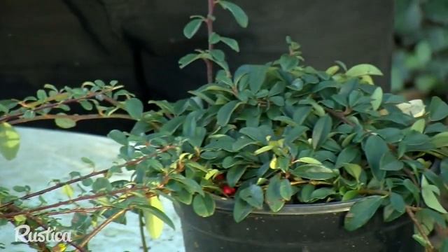 Choisir et planter un cotonéaster смотреть онлайн