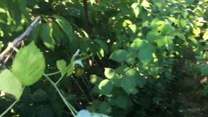 КАКУЮ МАЛИНУ ЛУЧШЕ ПОСАДИТЬ НА УЧАСТКЕ || #малина #выращивание #посадка  #ПОЛЬКА  #МАПЕМА