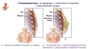 Тестостерон: гормон мужской судьбы