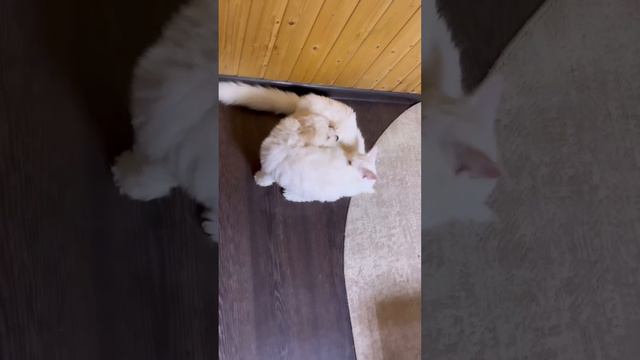 Кот и щенок играют. Дружба между котом и собакой бывает #кот #собака #песик #котик #котипес #дружба