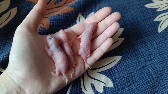 КРЫСА РОДИЛА ОЧЕНЬ МНОГО КРЫСЯТ! ВЗЯЛА НОВОРОЖДЕННЫХ КРЫСЯТ НА РУКИ!