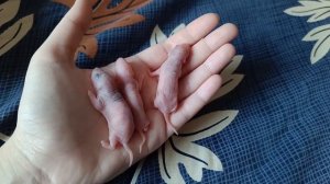 КРЫСА РОДИЛА ОЧЕНЬ МНОГО КРЫСЯТ! ВЗЯЛА НОВОРОЖДЕННЫХ КРЫСЯТ НА РУКИ!