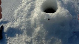 Ловля берша на тюльку в глухозимье.