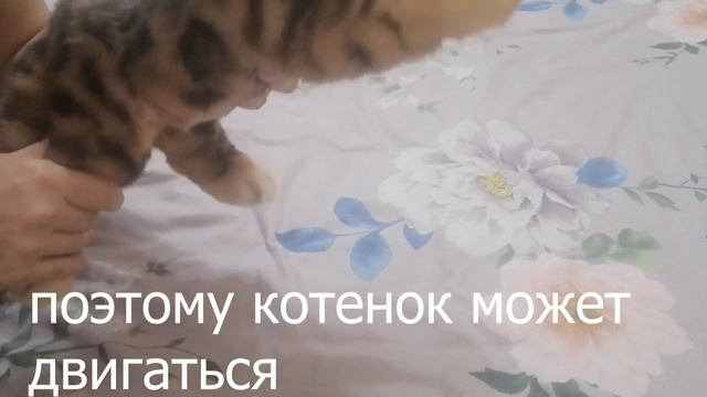 СИНДИ ?Реалистичная подвижная игрушка ручной работы.?