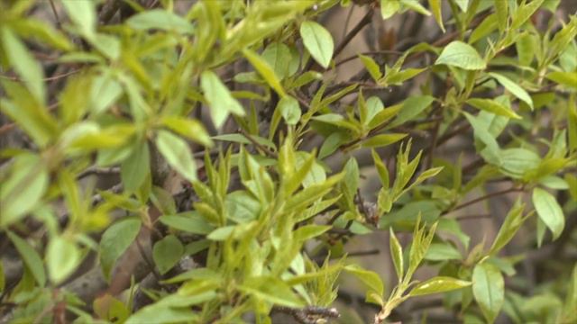 "Мое счастье" музыка и исполнение: Олег Сапегин,слова: Татьяна Зуева,Олег Сапегин смотреть онлайн