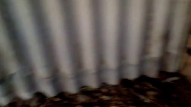 Бронзовые индюки в 2 месяца смотреть онлайн