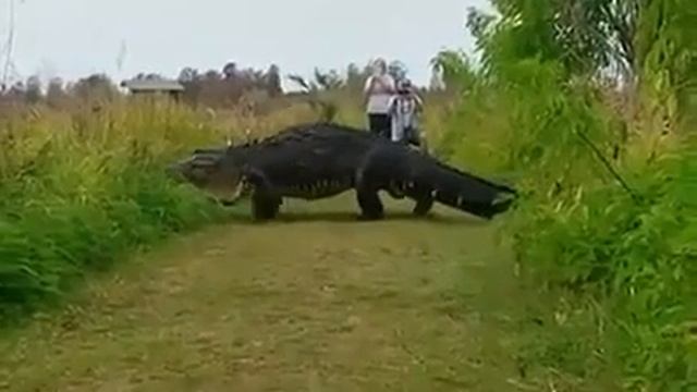 Огромный крокодил переходит дорогу смотреть онлайн