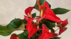 Цветы Вместе - Антуриум динамид ред Anthurium dynamite Red 17/55