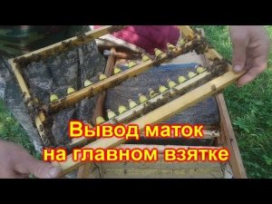 Вывод маток в лежаке на главном взятке