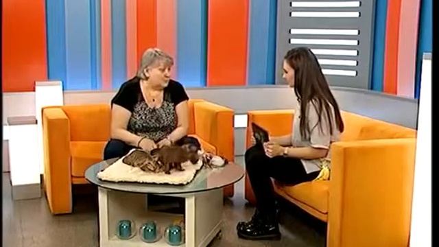ОРИЕНТАЛЫ — КОТЯТА