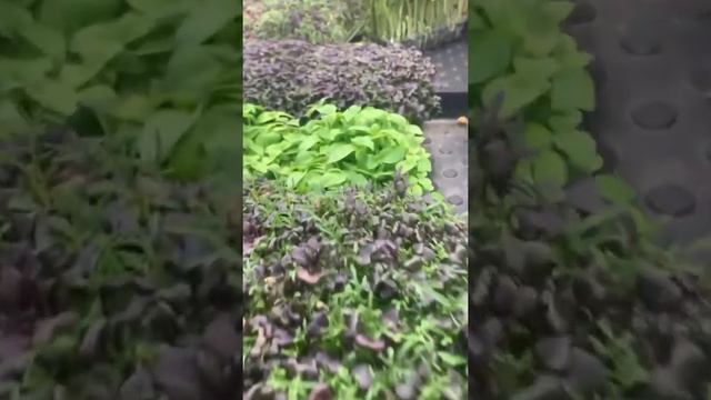 Микрозелень! Мизуна красная на бейби лист! Ферма дома! смотреть онлайн