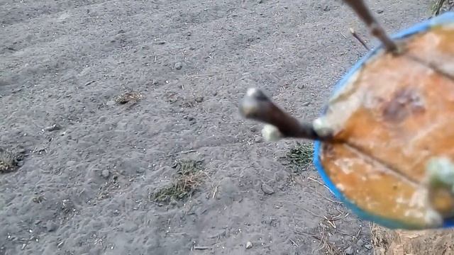 результаты прививки яблони и груши на яблоню и черешни на вишню смотреть онлайн