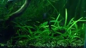 торакатум мальки 3 - 4 см.AVI