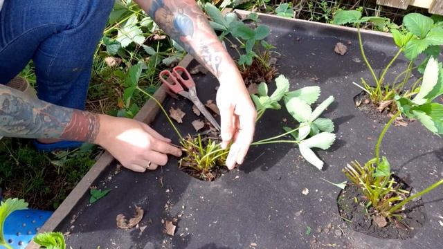 что делать с клубникой в конце сезона #клубника #обрезкаклубники #мойсад #дача смотреть онлайн