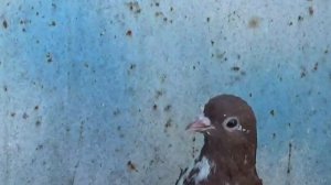 Николаевские голуби (Саратов) ф.46 ! ! ?