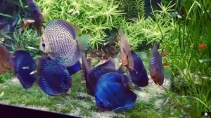 Дискусы. Какие растения можно держать с дискусами?