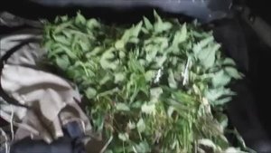 Заготовка  крапивы для кур на зиму