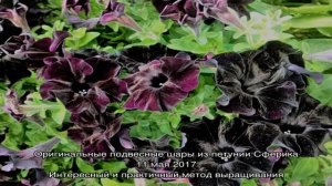Черная красавица петуния Дебонэйр Блэк Черри