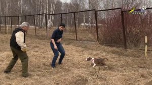 Собака для охраны, особенности поведения бультерьера, зверская сука