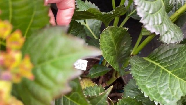 АМПЕЛЬНЫЕ ГОРТЕНЗИИ- ФРЕНЧ БОЛЕРО И СБЕЖАВШАЯ НЕВЕСТА В ГАРДЕН ЦЕНТРЕ. 8.04.23 смотреть онлайн