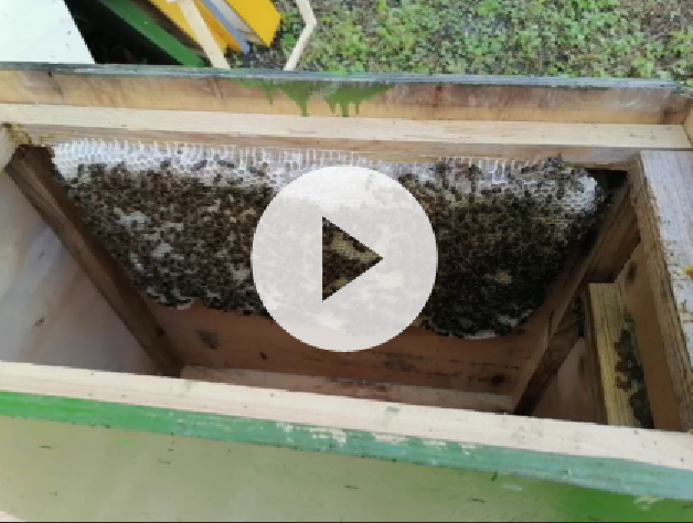 Роеловство.Три ловушки с роями. А там такое!!! Не допускайте таких ошибок смотреть онлайн