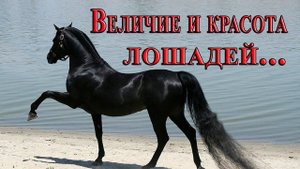 Величие и красота  лошадей*