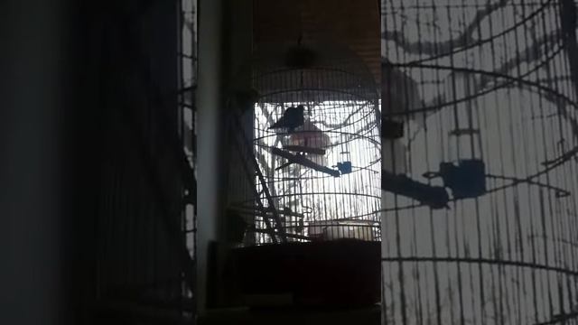 как поют неразлучники смотреть онлайн