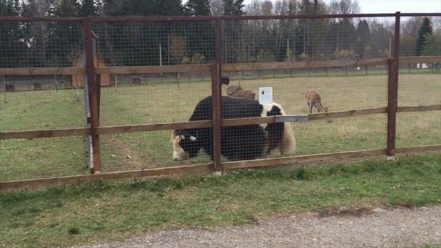 Сад камней и лохматые звери смотреть онлайн