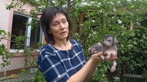 Ксолоицкуинтли