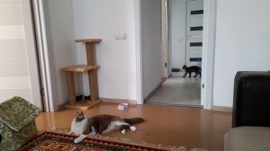 Котенок мейн^кун громко мяукает!)