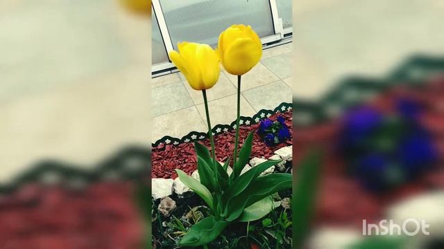 Тюльпаны, вид цветущих тюльпанов, цветение разных сортов тюльпанов.