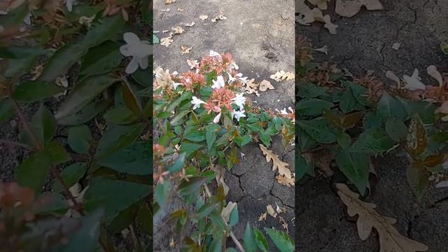 Абелия, цветущий кустарник. Abélia. #shorts смотреть онлайн