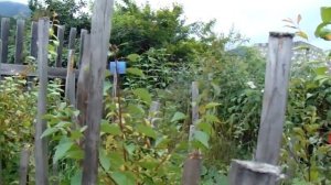 Прогулки по саду Железова. 2021г. 2 серия.