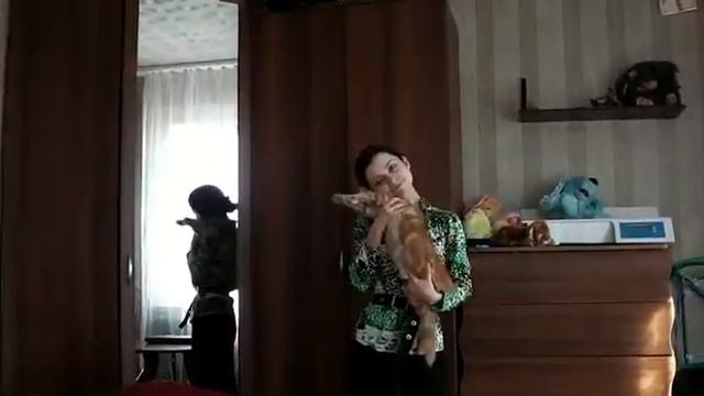 Питомник Лирикум, мен-кун рыжик, котенок смотреть онлайн