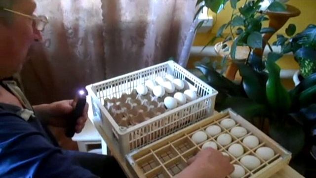 Самодельный инкубатор - Дезинфекция яиц индоутки