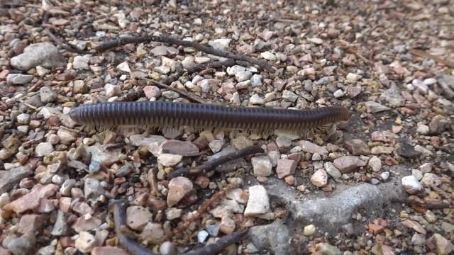 740 ножек. Многоножка - Кивсяка смотреть онлайн