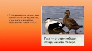 Экологические проблемы Севера. Охрана природы тундры география 7 кл